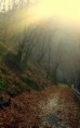 /album/landscape/road-in-the-fall-jpg/